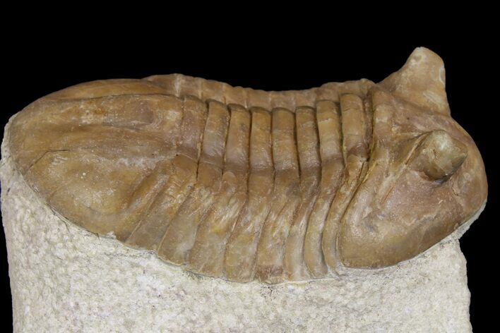 Asaphus Kotlukovi Trilobite Fossil - Russia #165445